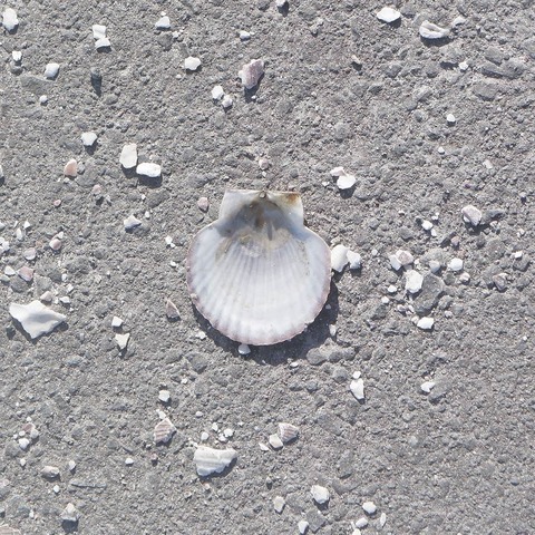 ashimoto