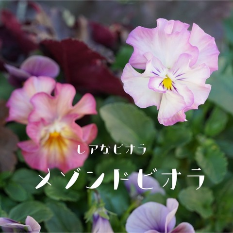 S__28155944