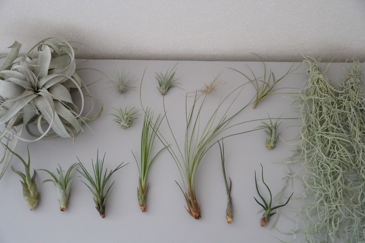 エアプランツ 私の育て方 飾り方 無理しないルーティンで楽しく育てる 365日のとっておき家事 Powered By ライブドアブログ エアプランツ 私の育て方 飾り方 無理しないルーティンで楽しく育てる 365日のとっておき家事 Powered By ライブドアブログ