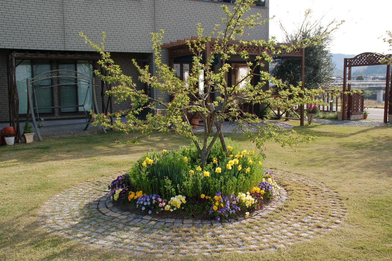 りんごの花 りんごの木 のんびり日記