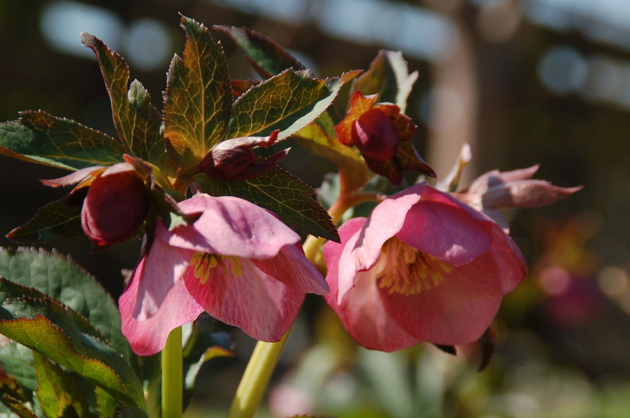 クリスマスローズ りんごの木 のんびり日記