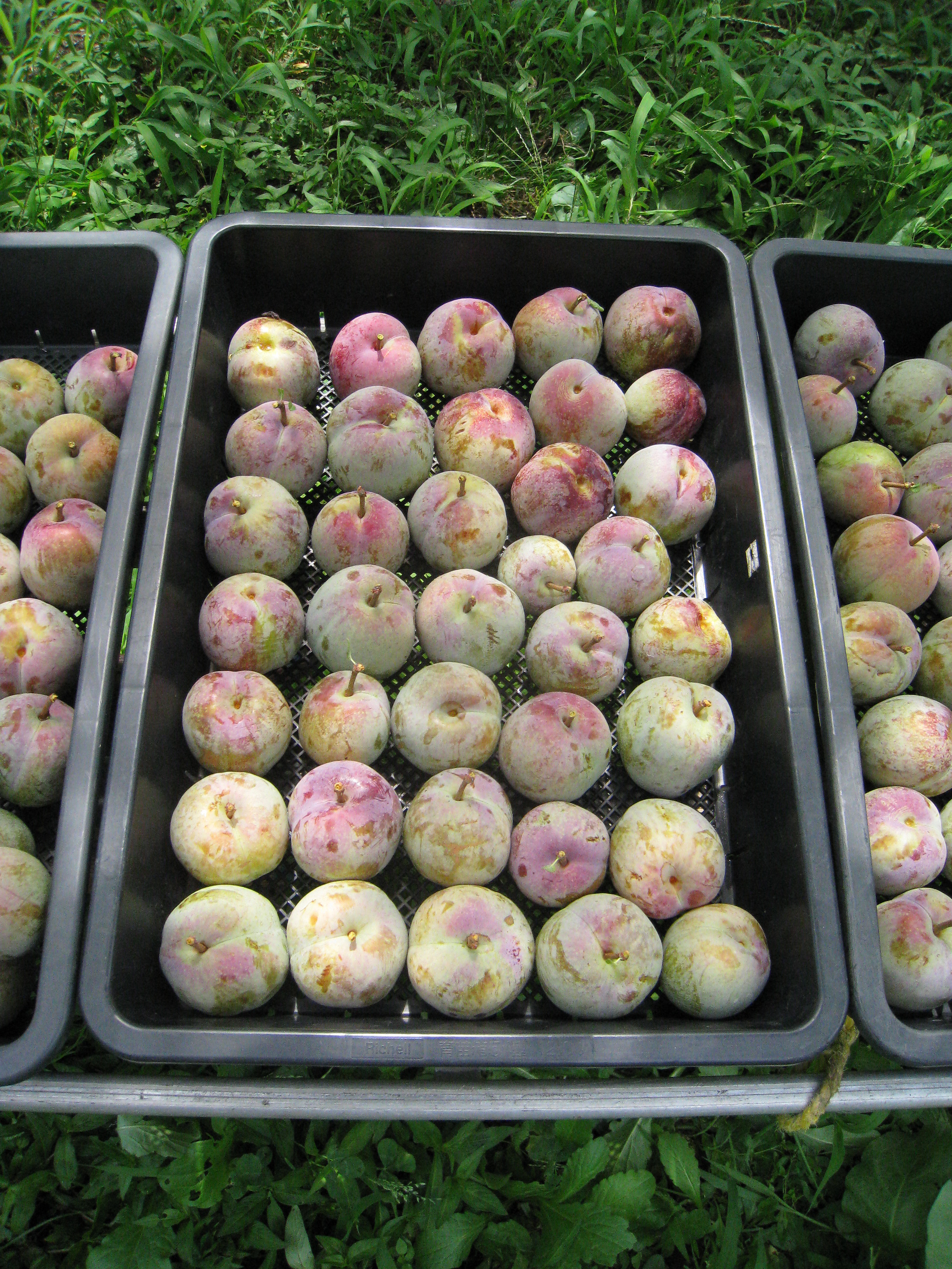 ソルダムの紹介 長野県からこだわりの果物を紹介