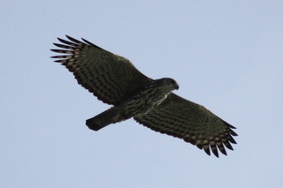 Grey_faced_Buzzard_at_Cape_Richardo_Malaysia