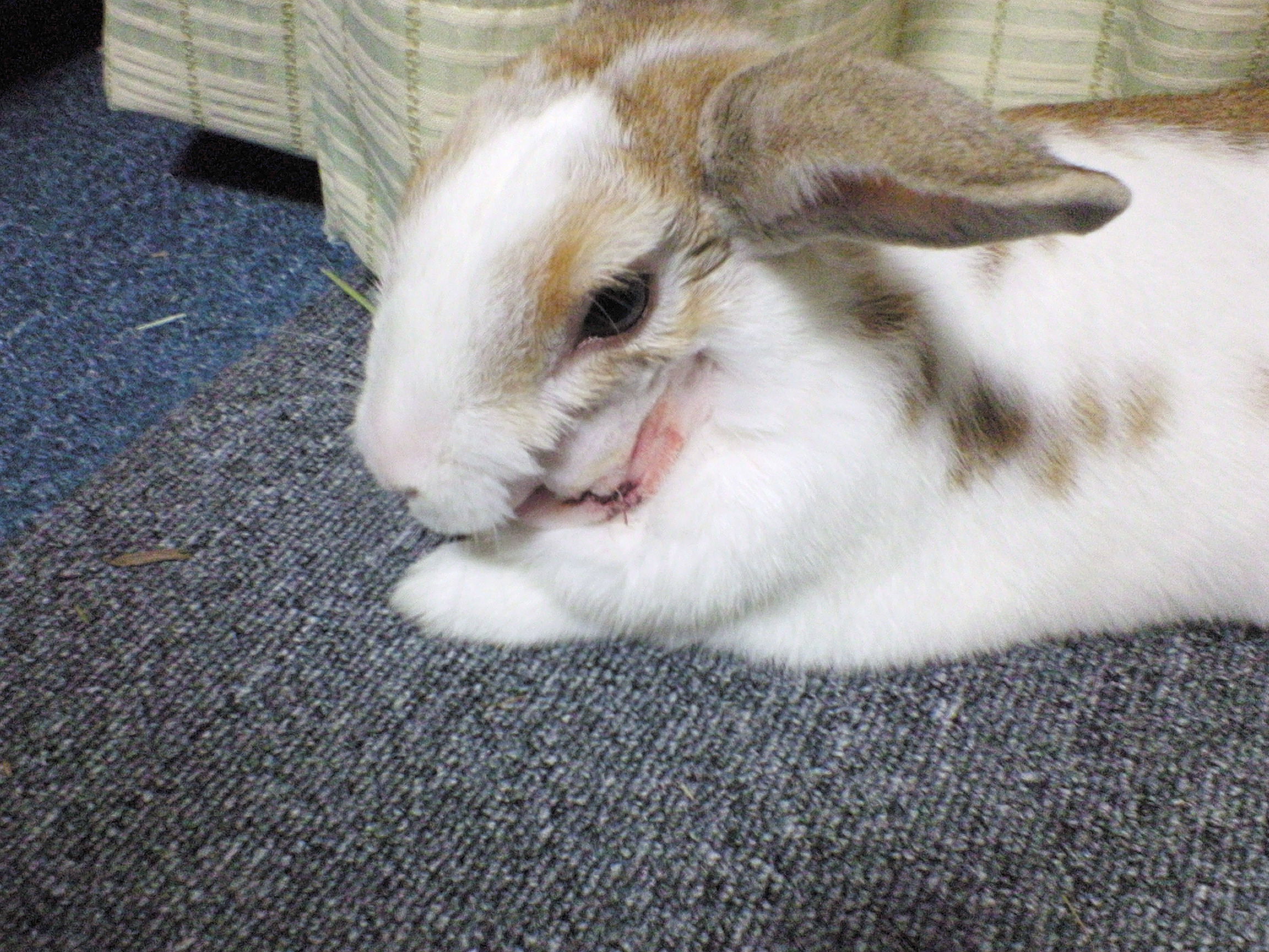 子育ての記録 ウサギの膿瘍 コガネ闘病日記 Livedoor Blog ブログ