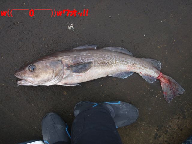 イメージ 15
