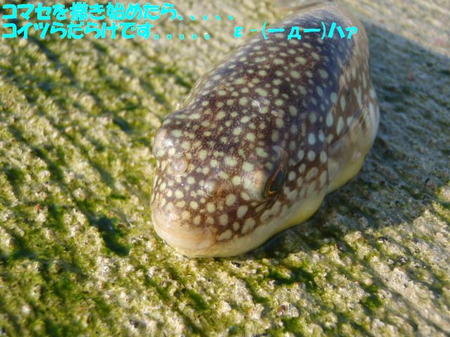 イメージ 7