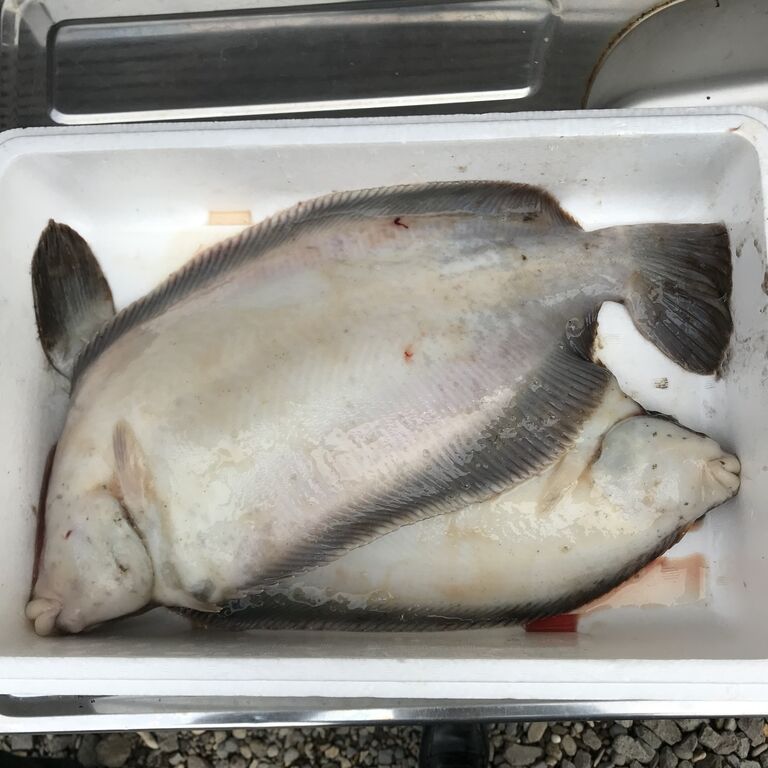ババチャンゲット パコダテ人の日々