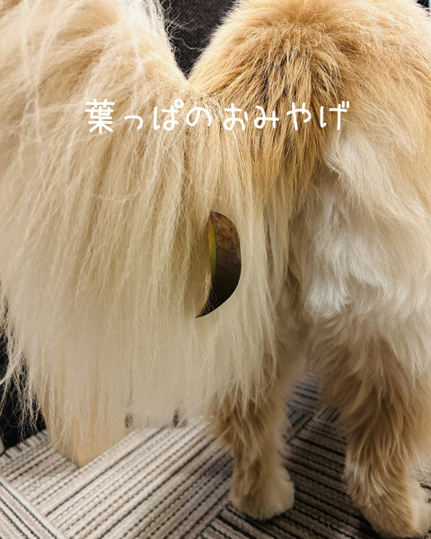 葉っぱb2