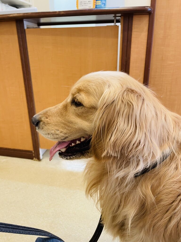 コメさん下痢p リンマンブルース ゴールデンレトリバーの生態とマンガ Powered By ライブドアブログ