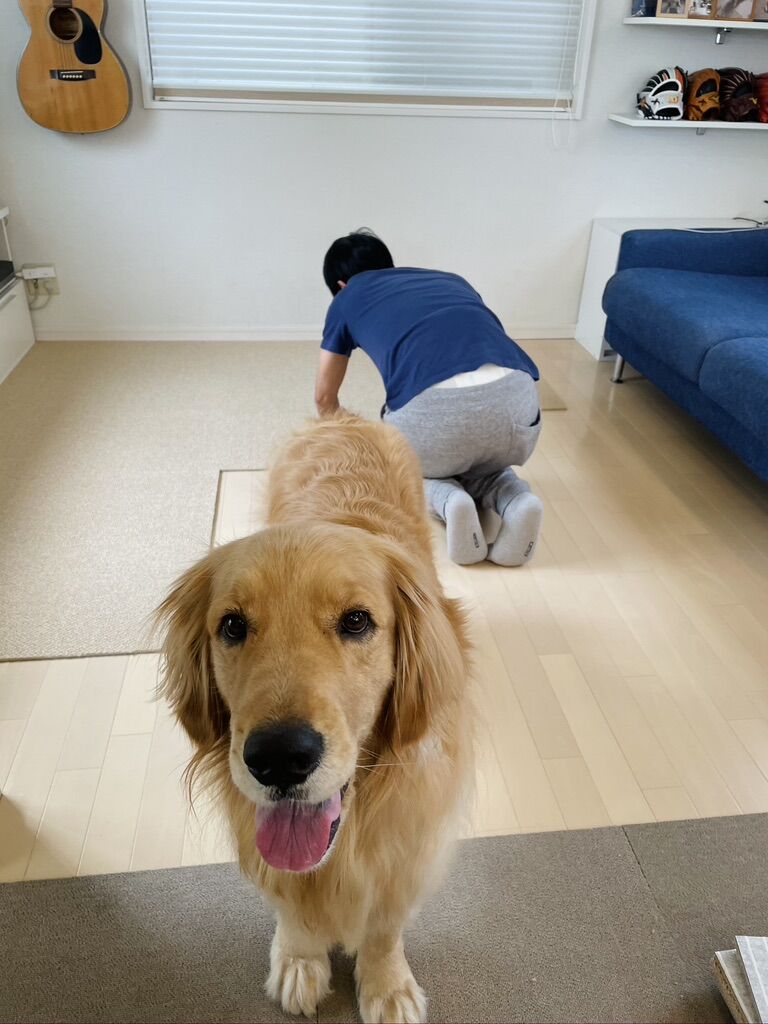 タイルカーペット張り替え リンマンブルース ゴールデンレトリバーの生態とマンガ Powered By ライブドアブログ