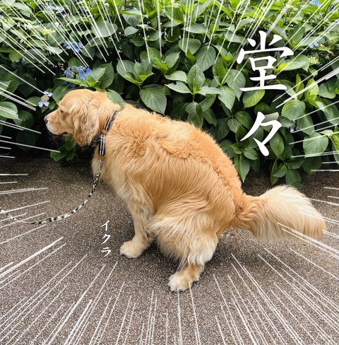 堂々文字入り2
