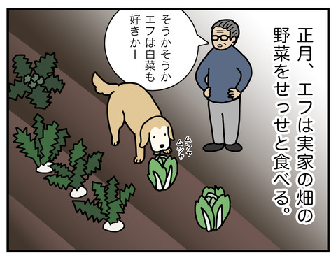 白菜の食べ方01