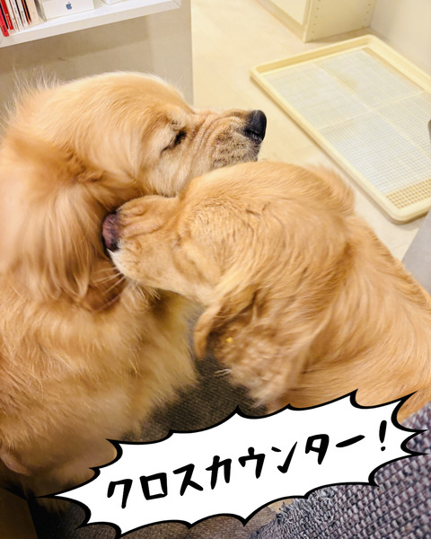 IMG_0397 のコピー