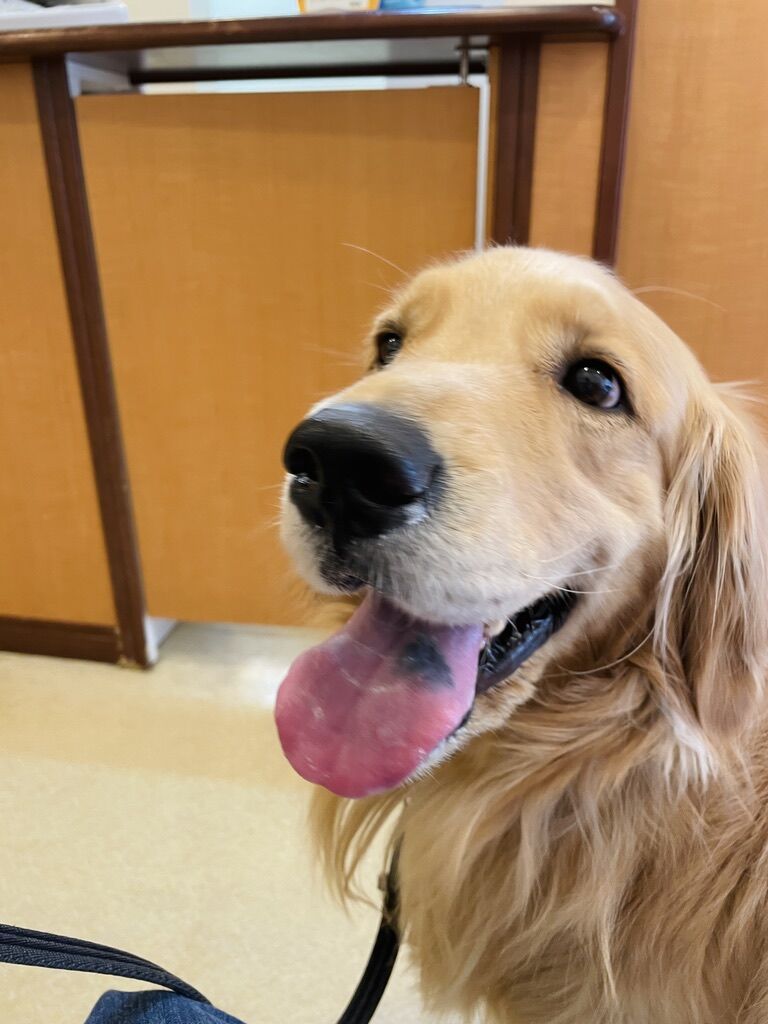 コメさん下痢p リンマンブルース ゴールデンレトリバーの生態とマンガ Powered By ライブドアブログ