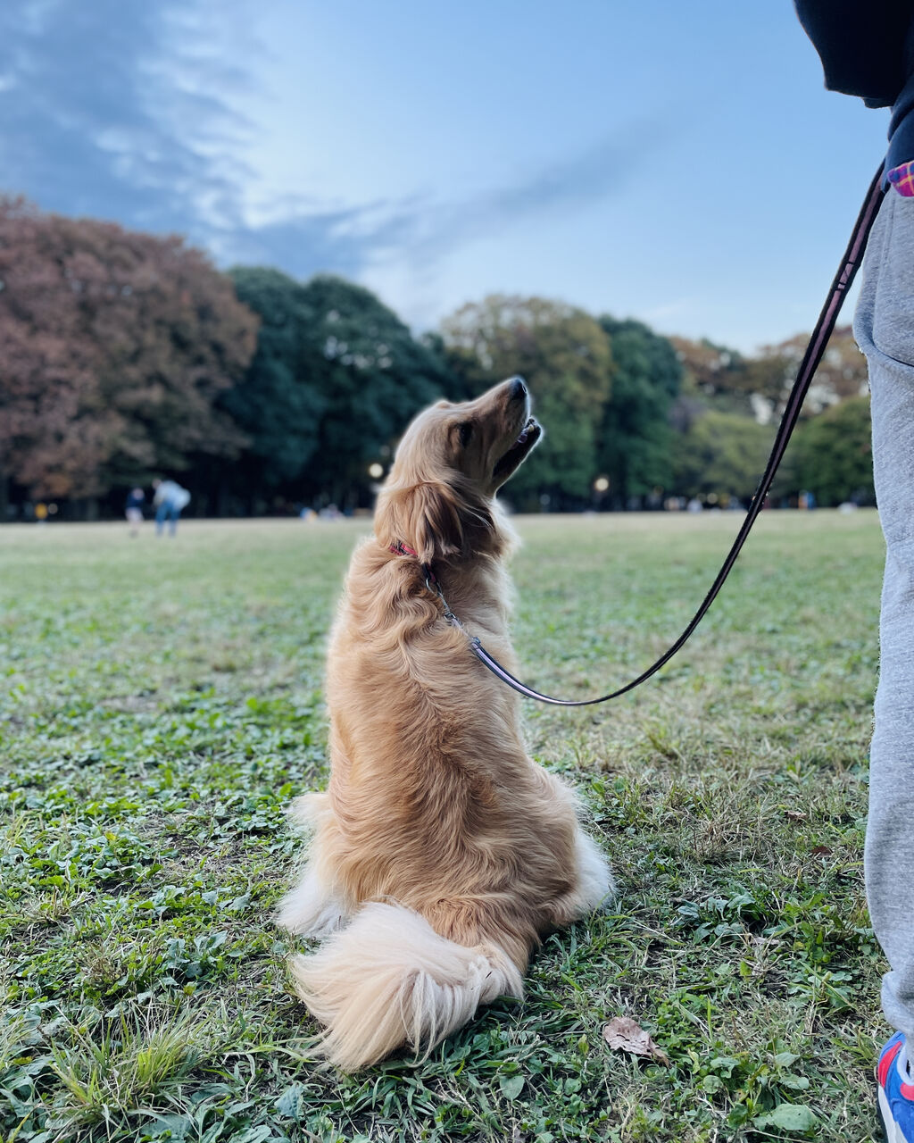 後ろ姿 リンマンブルース ゴールデンレトリバーの生態とマンガ Powered By ライブドアブログ