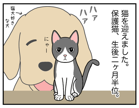 猫01