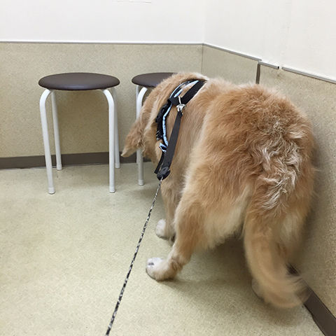 右前足の浮腫み リンマンブルース ゴールデンレトリバーの生態とマンガ Powered By ライブドアブログ 右前足の浮腫み リンマンブルース ゴールデンレトリバーの生態とマンガ Powered By ライブドアブログ