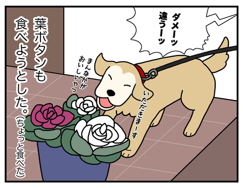白菜の食べ方05