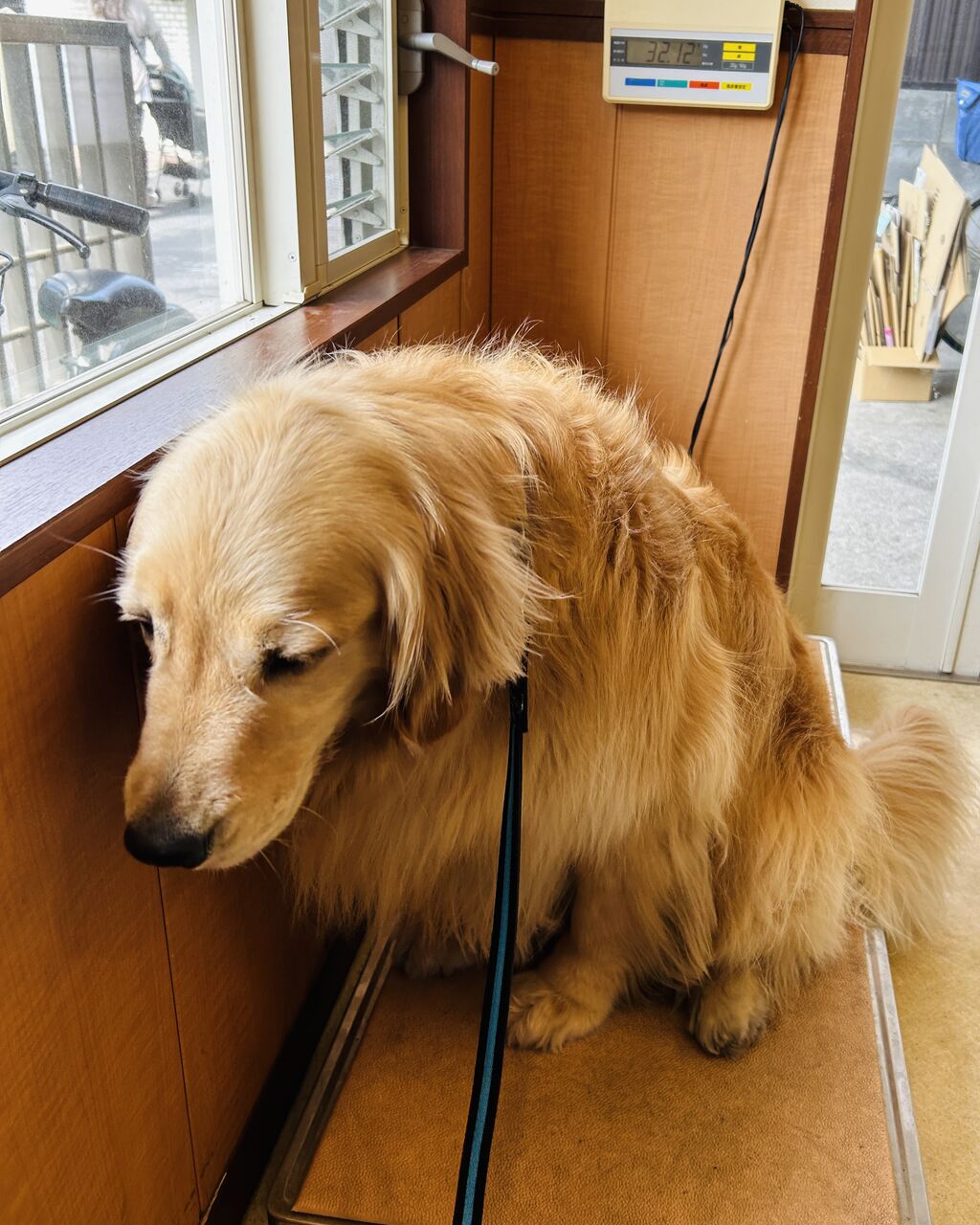 体重計と世田谷ライフ : リンマンブルース ゴールデンレトリバーの生態