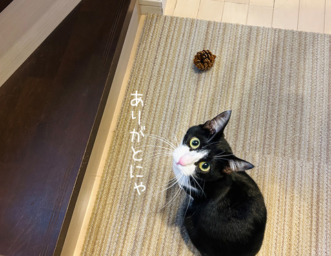 葉っぱa4