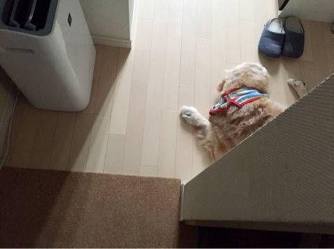 老犬あるある リンマンブルース ゴールデンレトリバーの生態とマンガ Powered By ライブドアブログ 老犬あるある リンマンブルース ゴールデンレトリバーの生態とマンガ Powered By ライブドアブログ