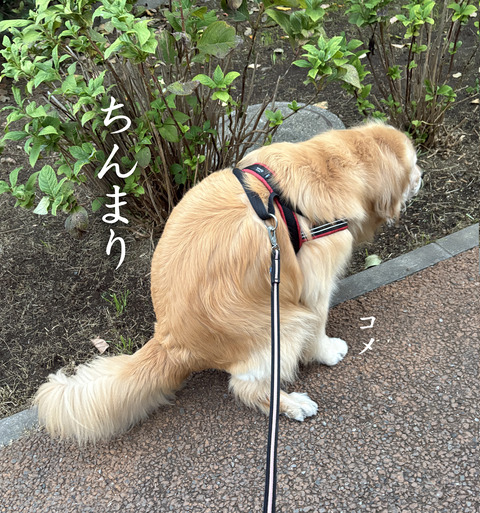 ちんまり文字入り2