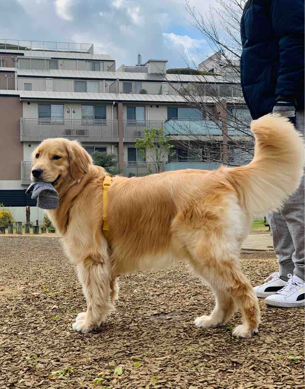 誰か来ないかなぁ リンマンブルース ゴールデンレトリバーの生態とマンガ Powered By ライブドアブログ 誰か来ないかなぁ リンマンブルース ゴールデンレトリバーの生態とマンガ Powered By ライブドアブログ