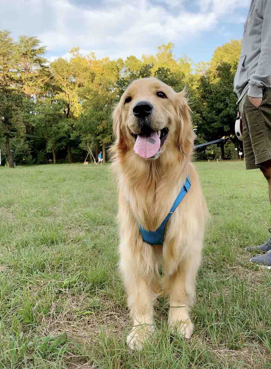 タレ目のコメ リンマンブルース ゴールデンレトリバーの生態とマンガ Powered By ライブドアブログ