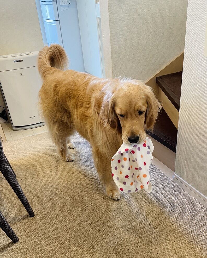 コメさん下痢p リンマンブルース ゴールデンレトリバーの生態とマンガ Powered By ライブドアブログ