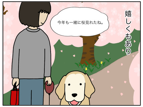 桜と老犬02
