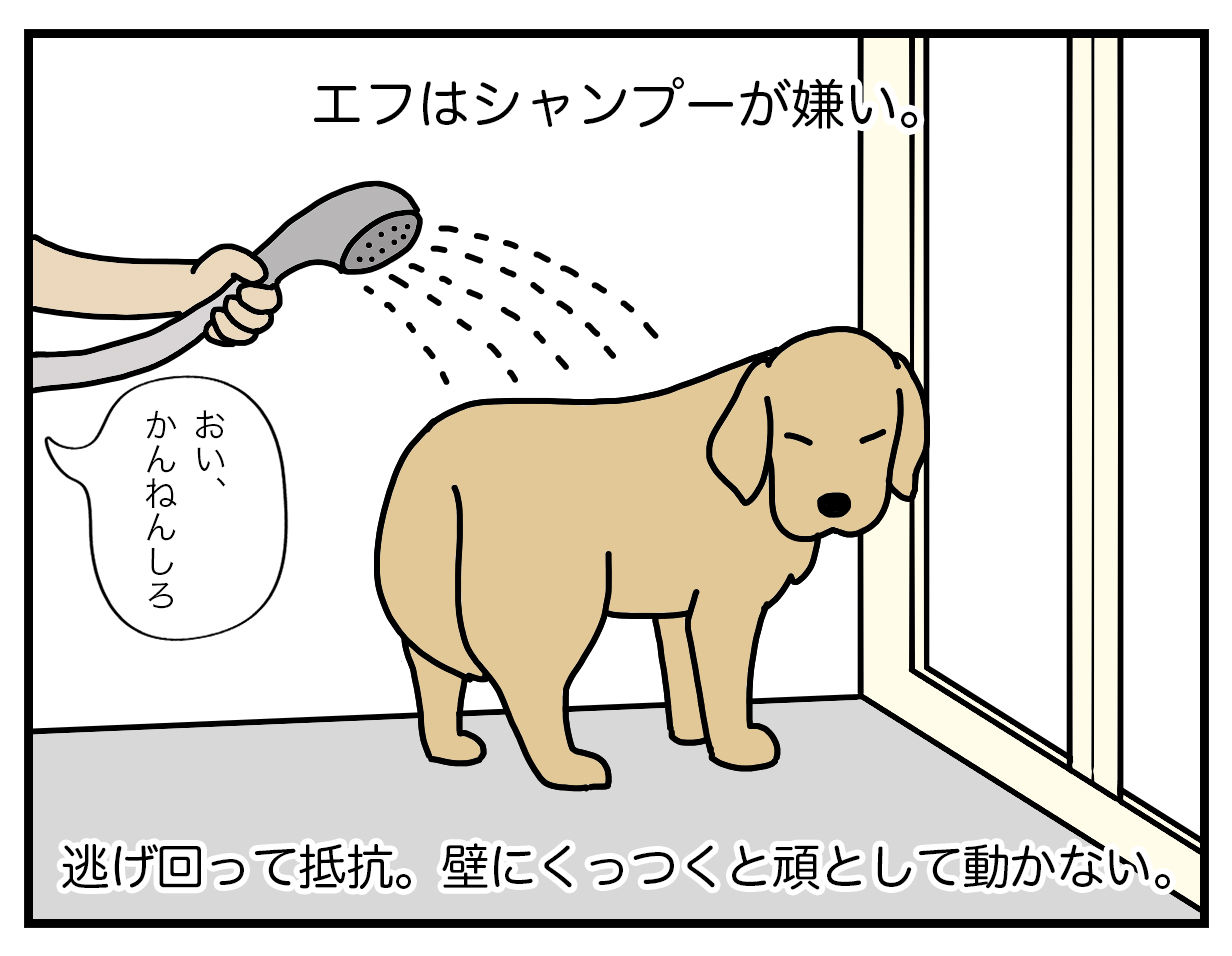 エフ漫画 老犬シャンプー リンマンブルース ゴールデンレトリバーの生態とマンガ Powered By ライブドアブログ