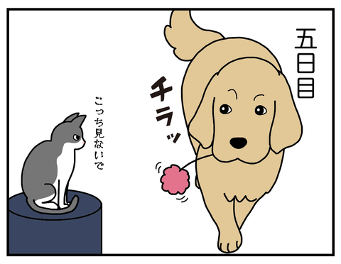 猫04