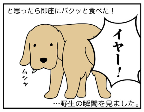 野生の血04