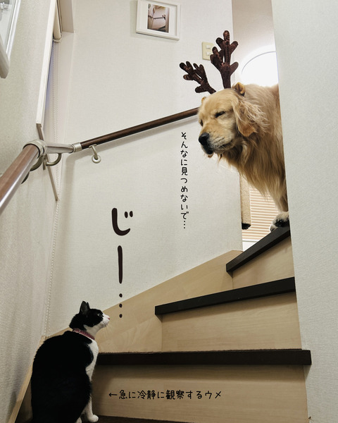 IMG_2329 のコピー