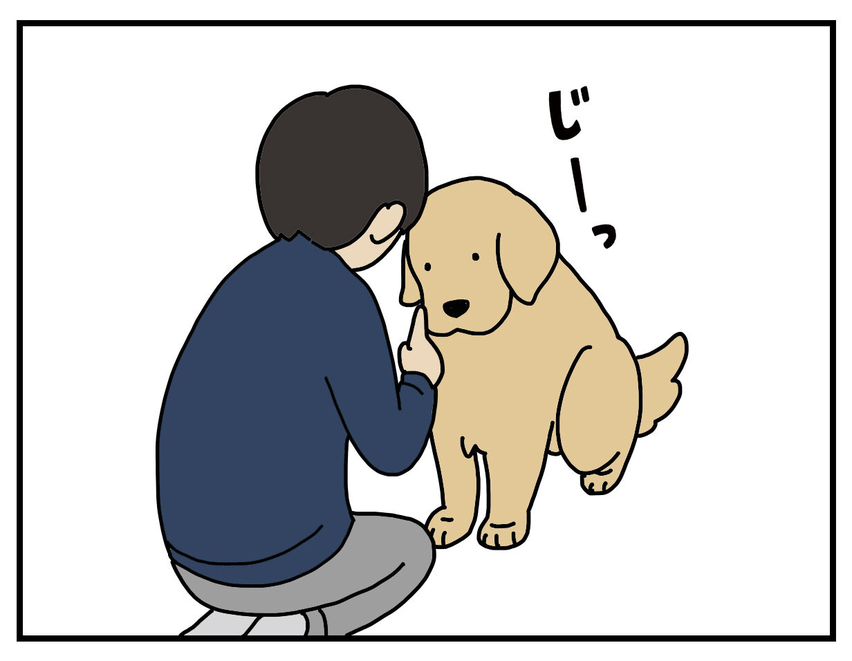 エフ漫画 算数犬 リンマンブルース ゴールデンレトリバーの生態とマンガ Powered By ライブドアブログ