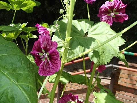 神戸旅行20230516_101038T0015