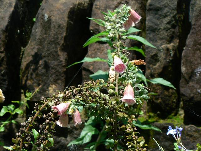 イメージ 9