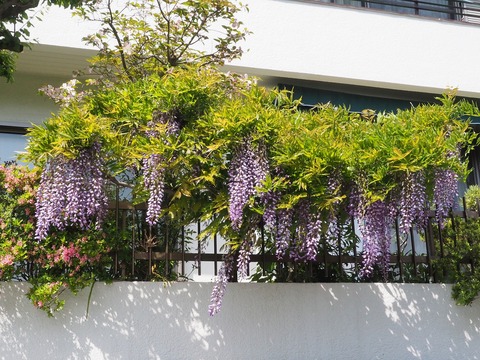 P4231265