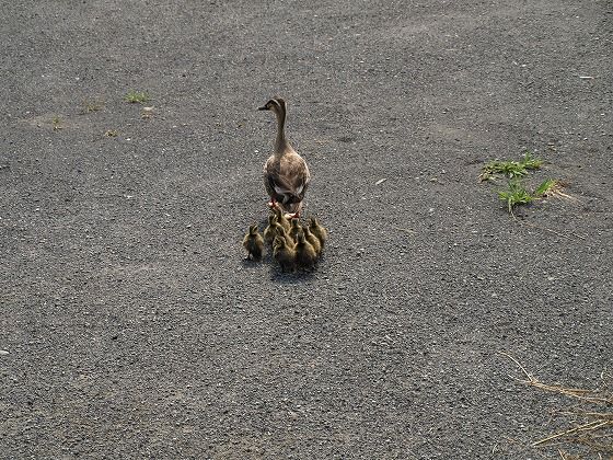 イメージ 3