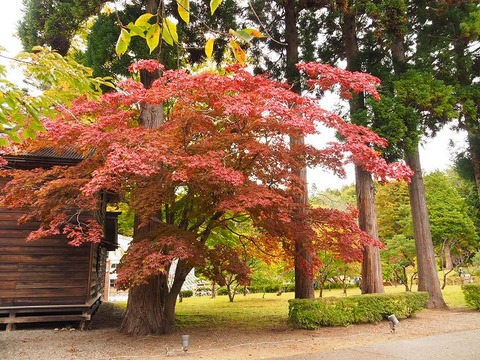 北海道旅行20251026_105252K0671