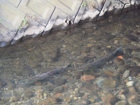 北海道旅行20251025_142107K0420