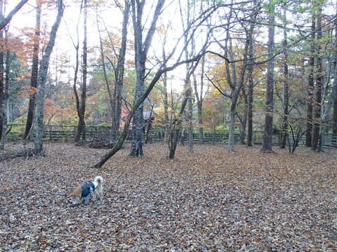 201711061610 by   TG-2            -28123