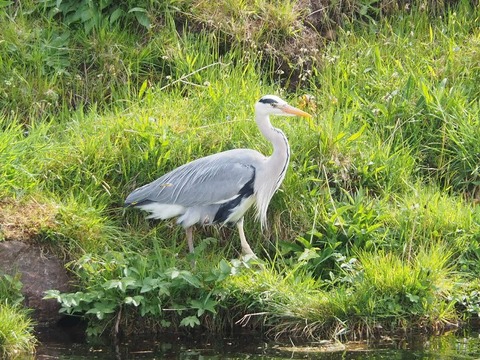 Scotland旅行20240513_104759P0556