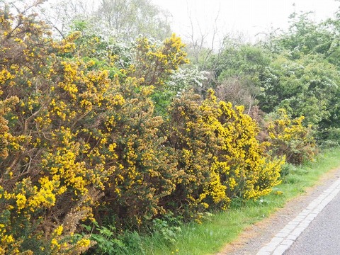 Scotland旅行20240513_072010P0429