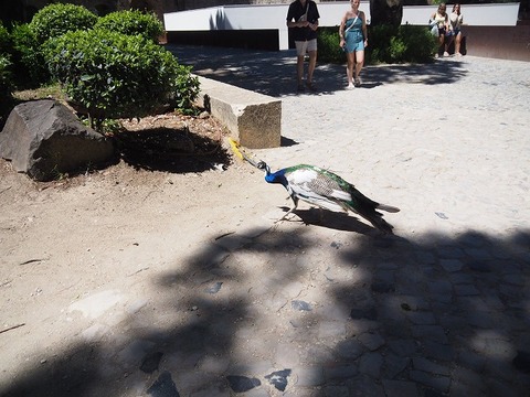ポルトガル旅行20260609_151840P1105