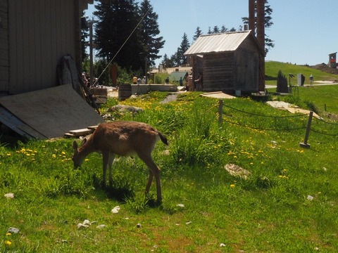Canada旅行20250609_133737F0072
