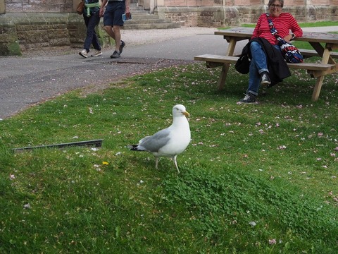 Scotland旅行20240512_122042P0342