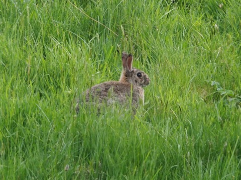 Scotland旅行20240512_110132P0297