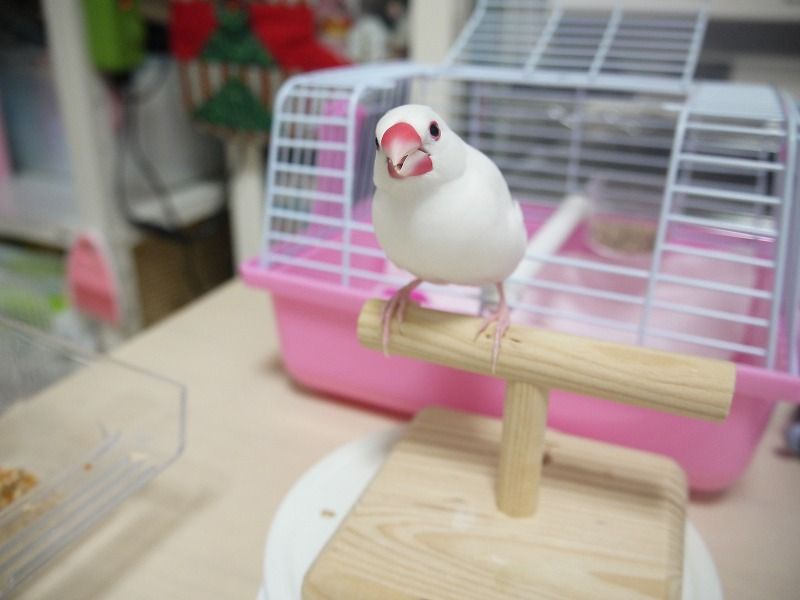 文鳥になって毎日食べて寝て遊んで暮らしたい 白文鳥を育てよう