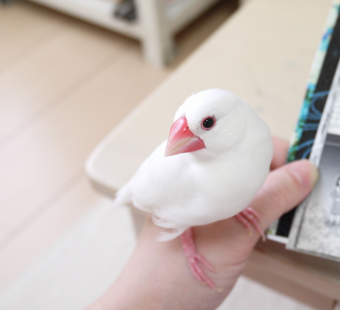 5歳6か月のぴーちゃん 白文鳥を育てよう 5歳6か月のぴーちゃん 白文鳥を育てよう